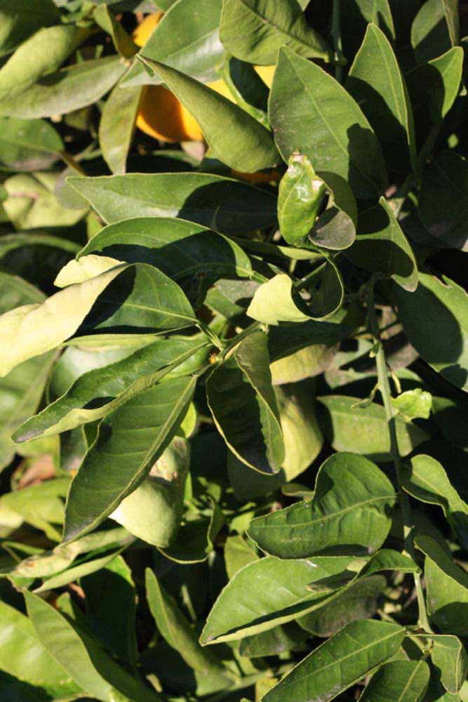            Sun leaves (Riverside, CA)   